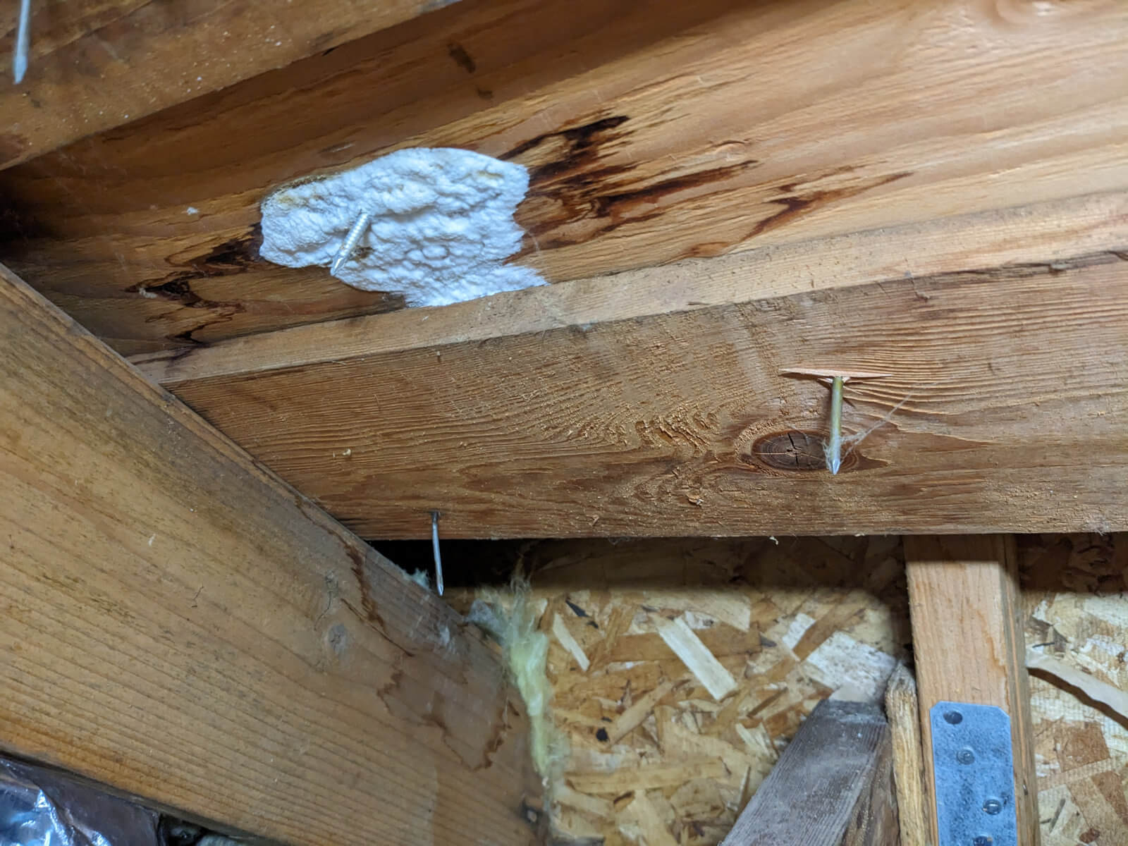 fungal growth on the underside of roof deck