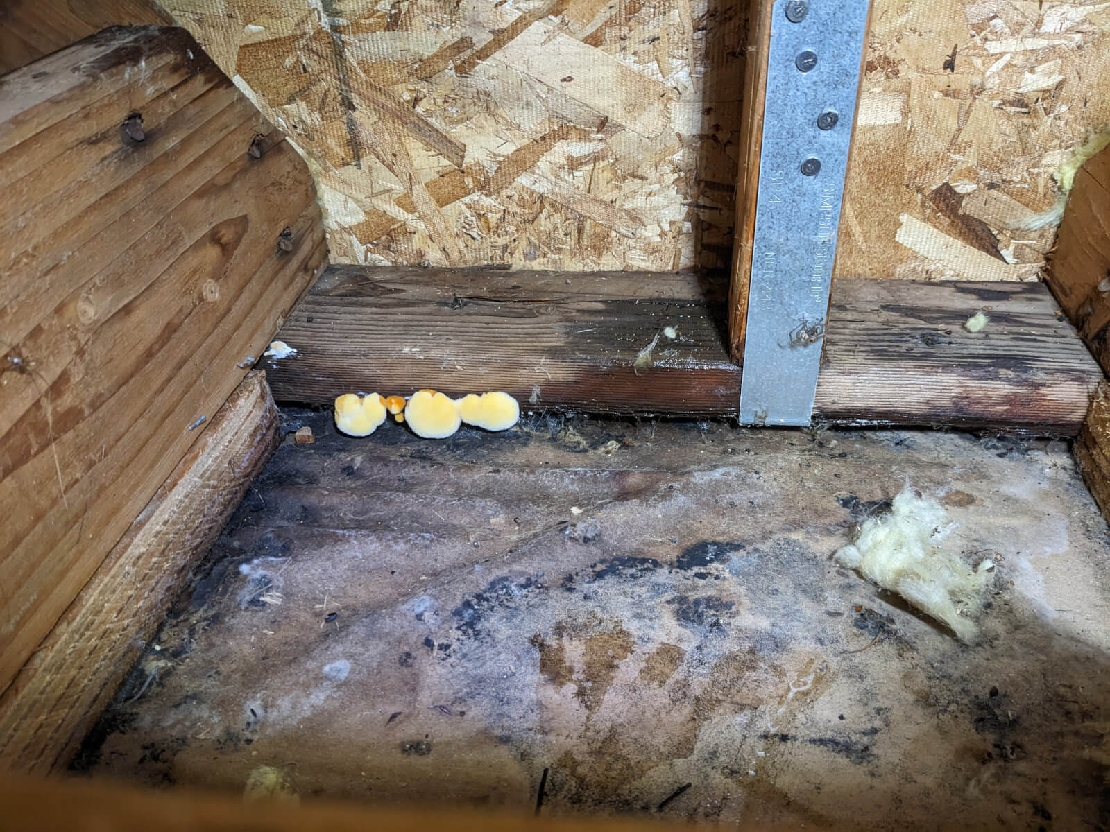fungal growth and moisture damage