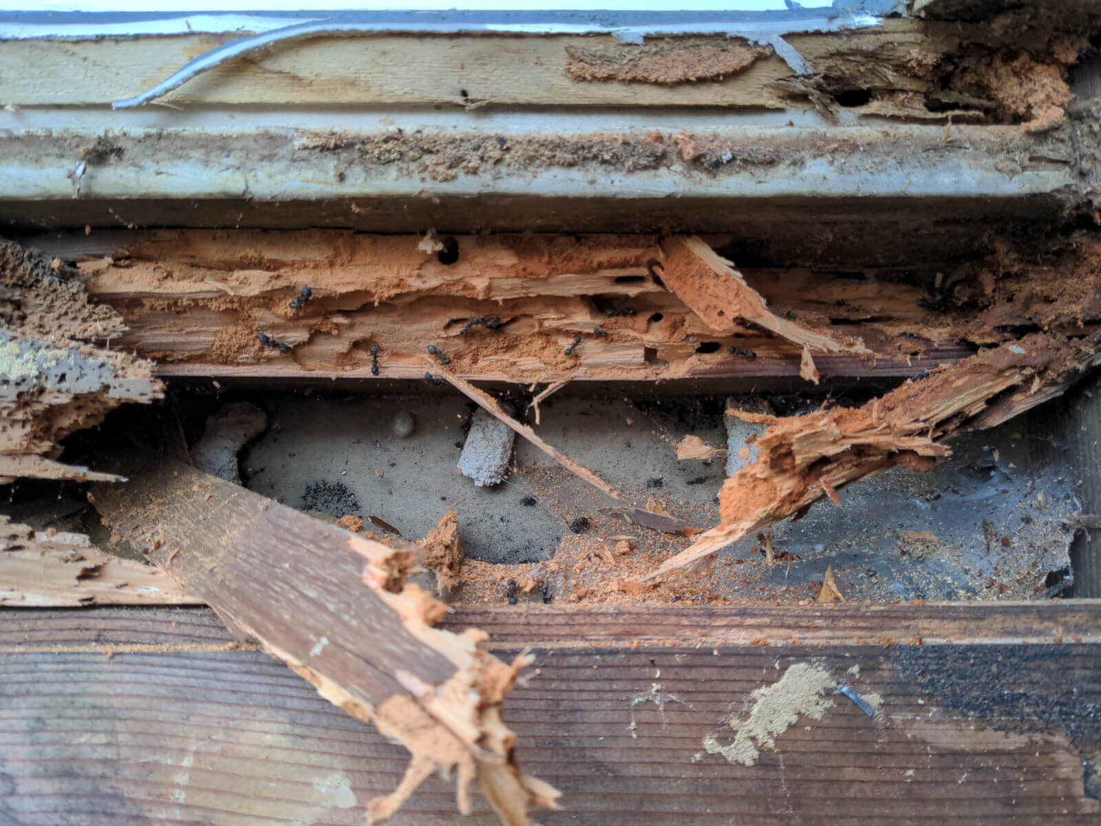 insect damaged wood